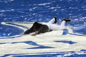 The Weirdest Rain Delay Activity Ever Caught on Camera